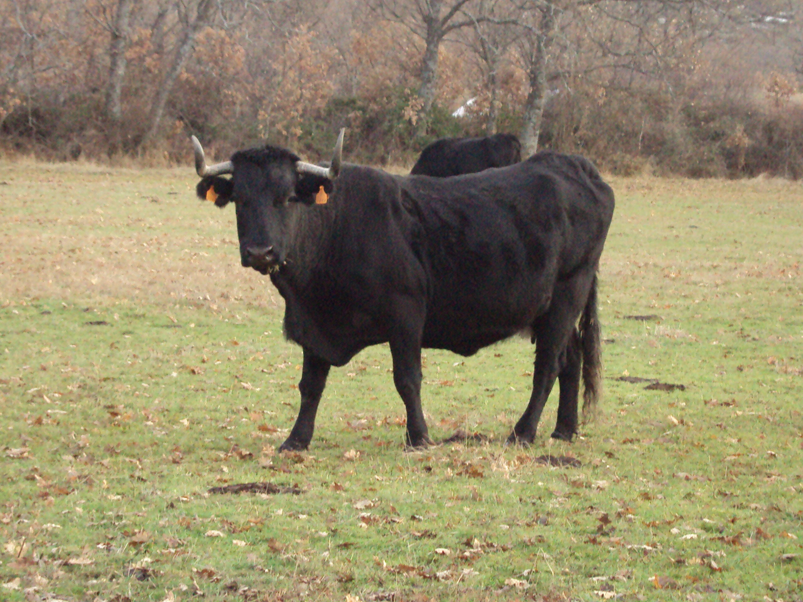 vaca 4