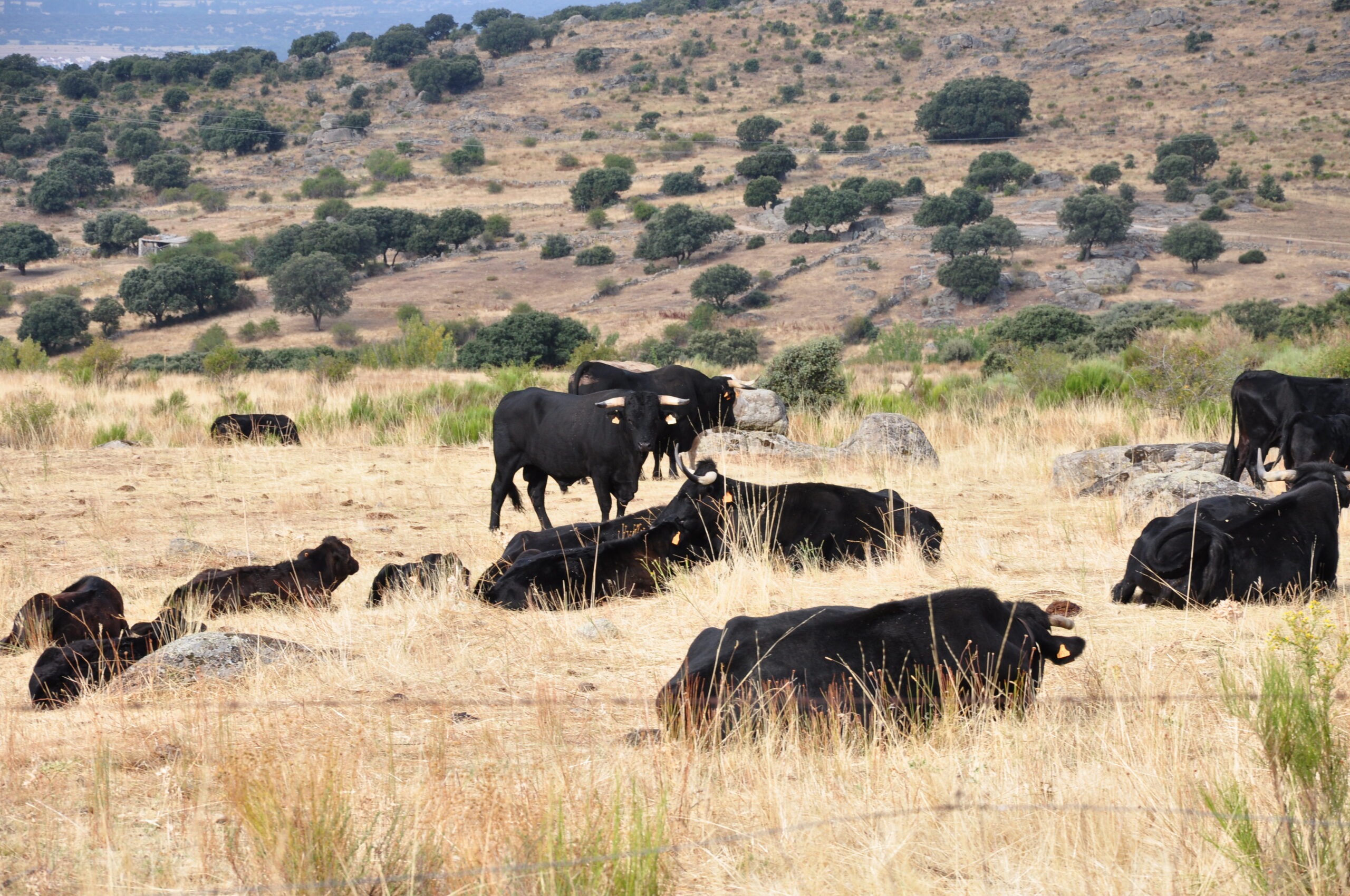 vacas 2