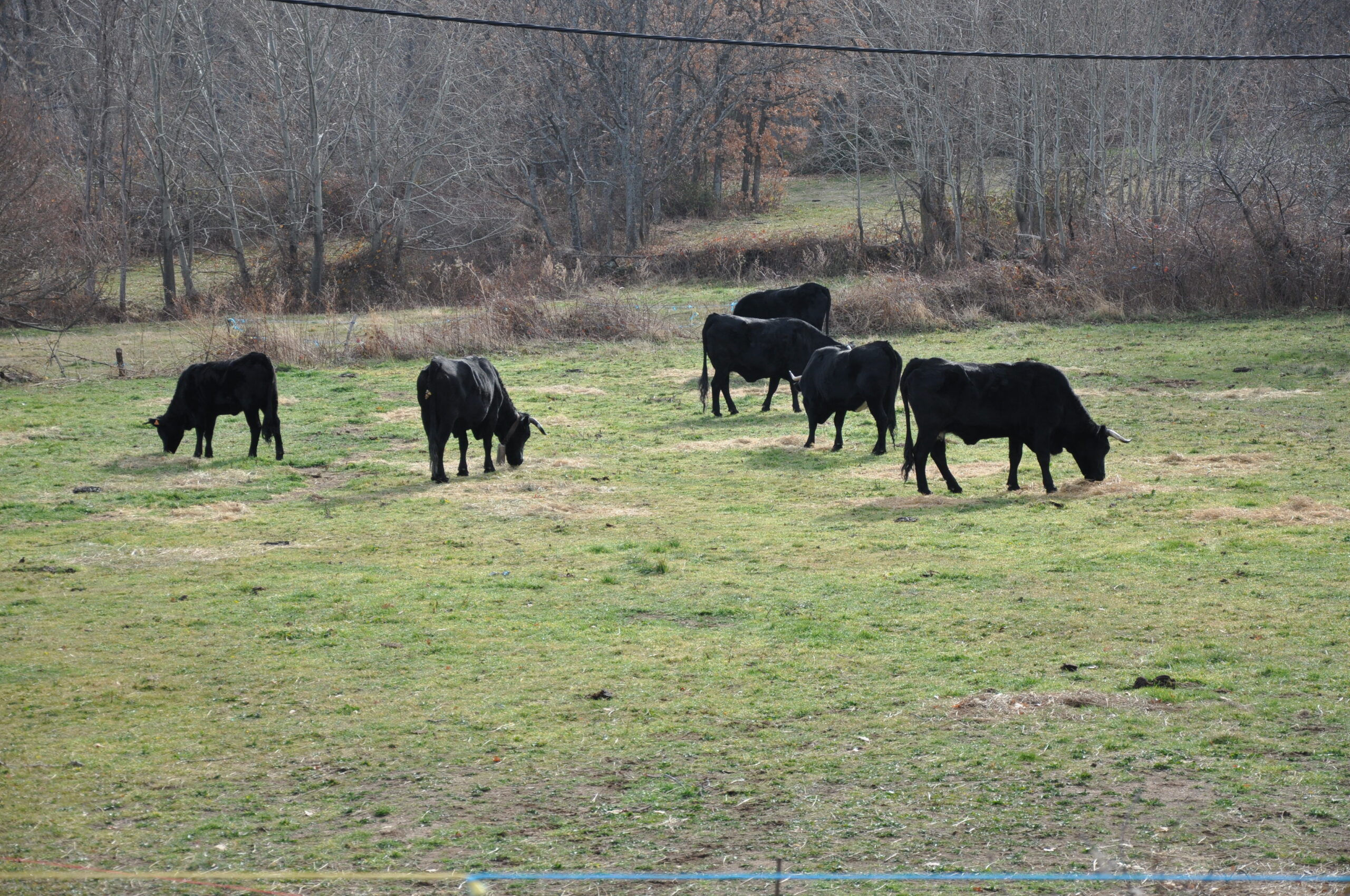 vacas1